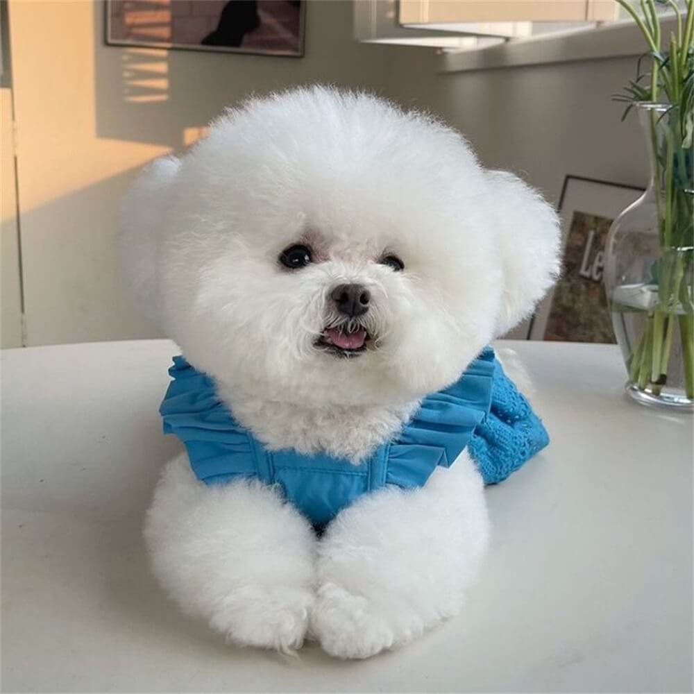 Vestido estiloso de renda azul e rosa para cachorro - perfeito para ocasiões especiais