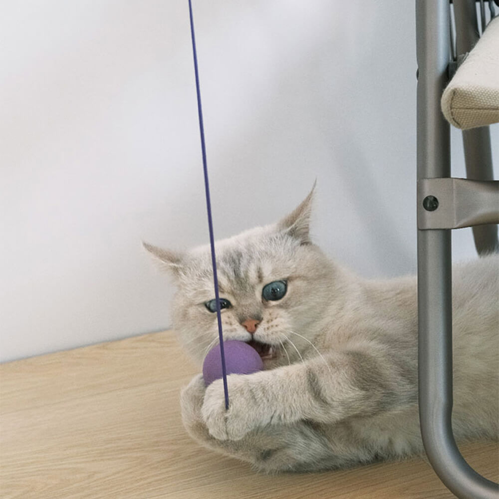 Corda elástica Ping Pong Paddle brinquedo interativo provocador de gato