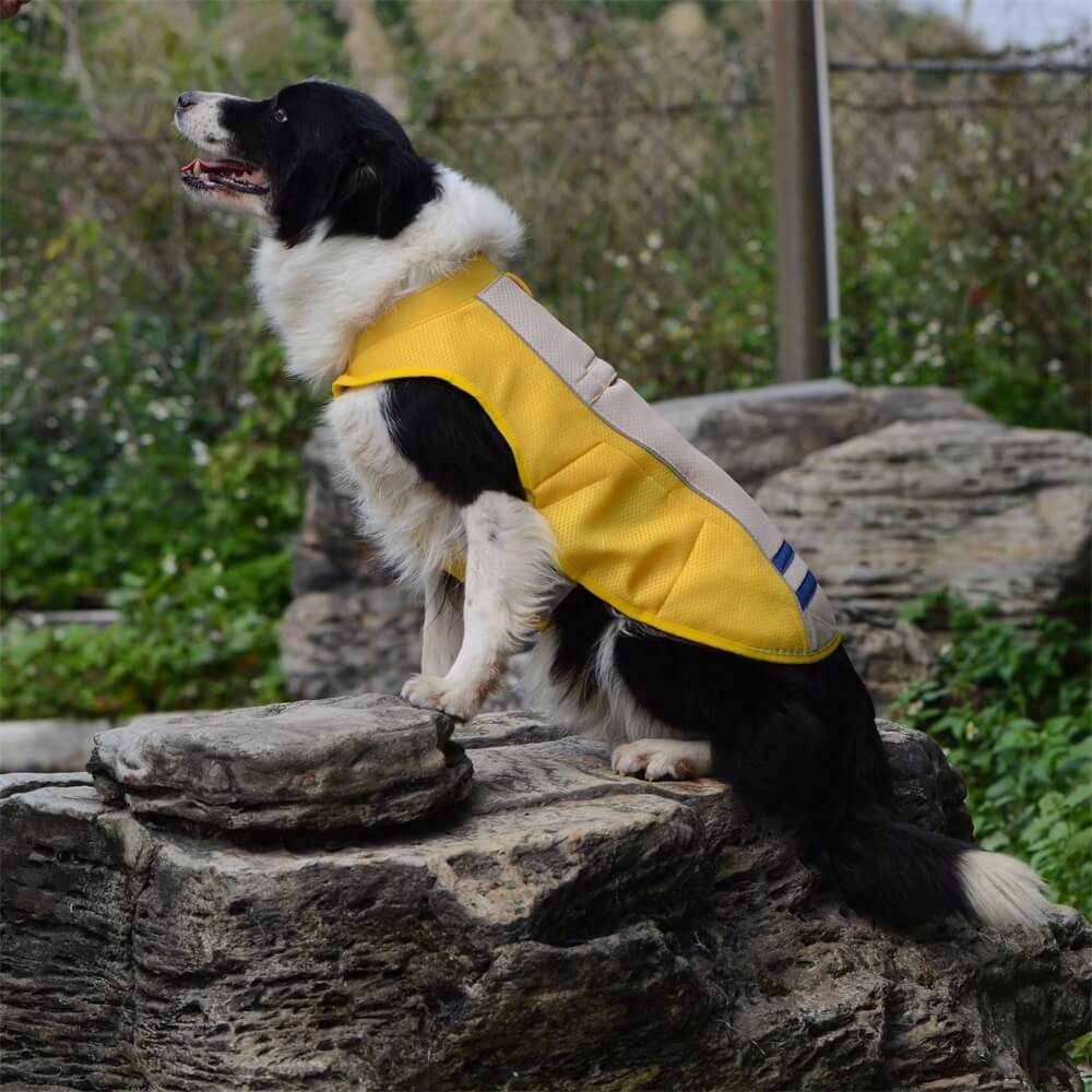 Roupas para cães de estimação, cores combinando, cores brilhantes, moda para cães, roupas legais ao ar livre, colete de proteção solar