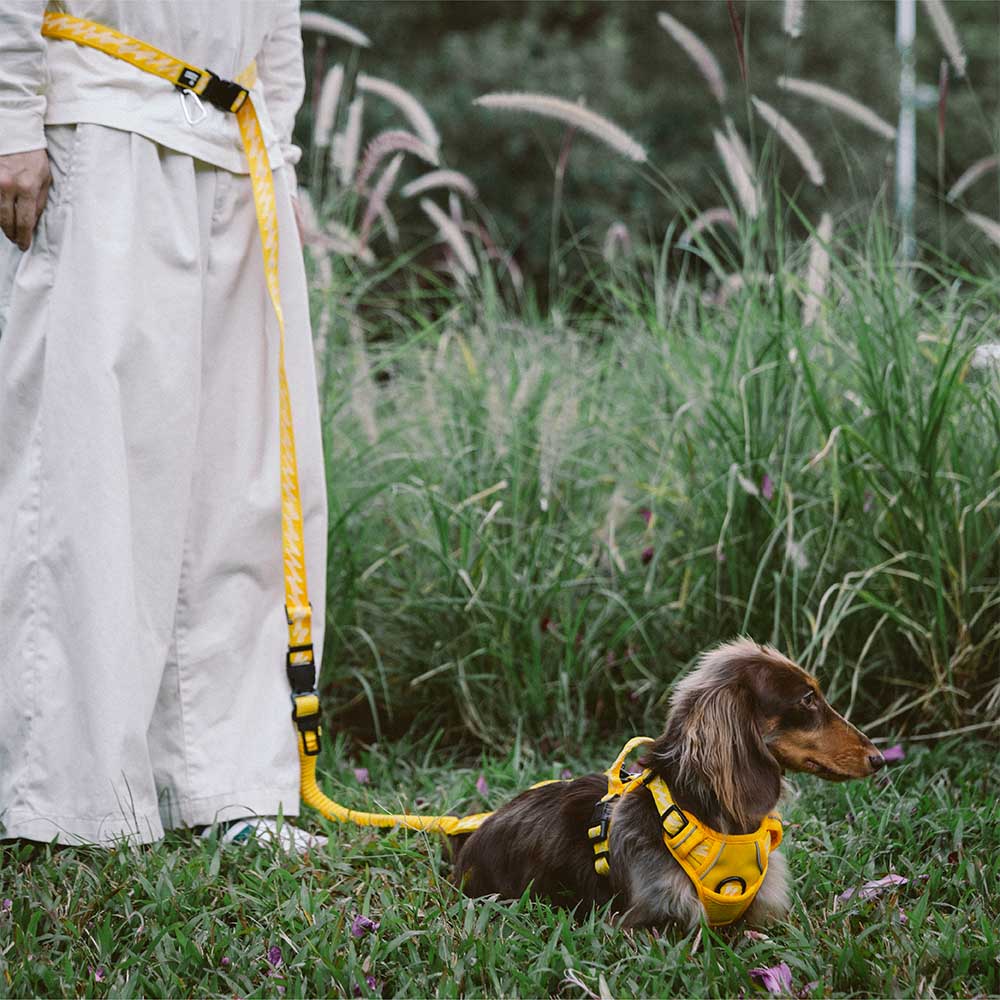 Coleiras de nylon grandes para cães, ajustáveis, versáteis e refletivas, de dupla face, com alça macia - Flexi Walker