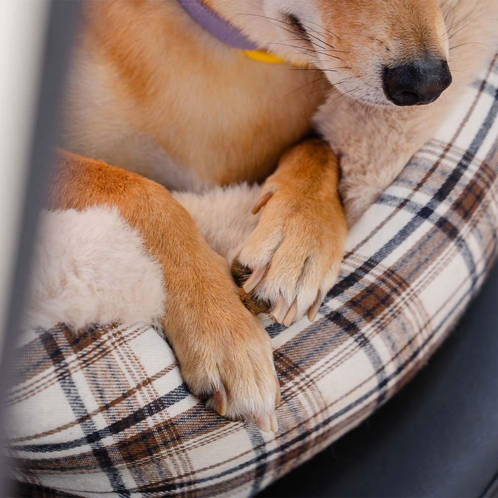 Assento de carro para cães grande, clássico e fofo, mantenha-o seguro