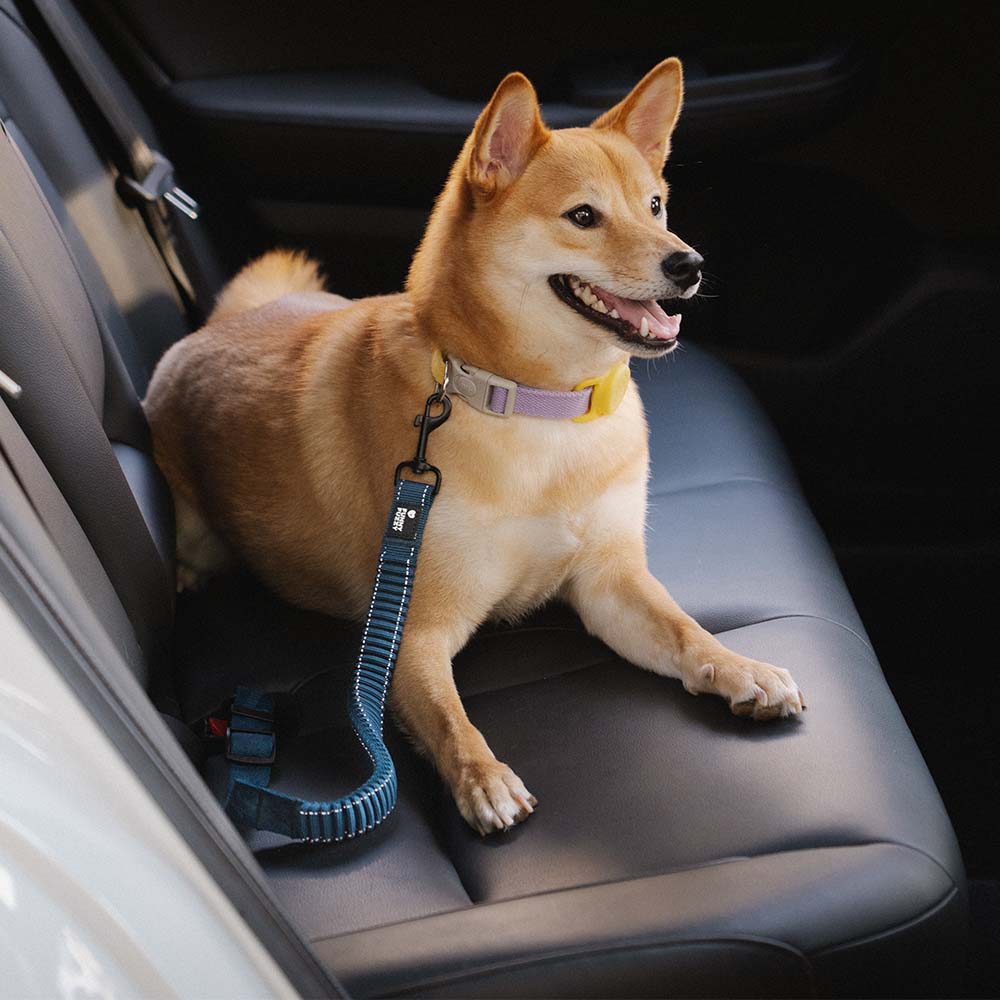 Cinto de Segurança para Carro com Amortecedor Ajustável Cães Calmos