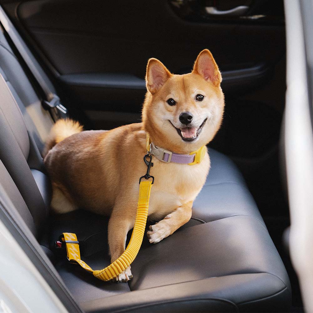 Cinto de Segurança para Carro com Amortecedor Ajustável Cães Calmos