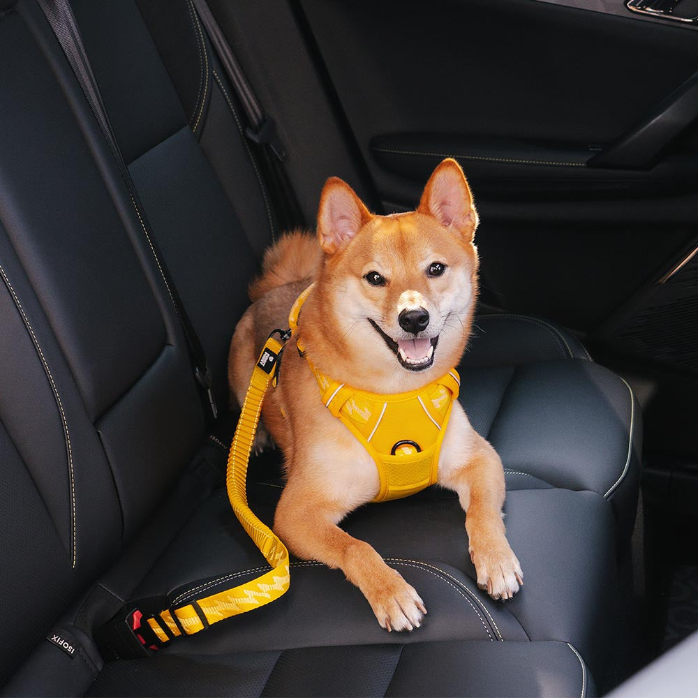 Cinto de Segurança para Carro com Amortecedor Ajustável Cães Calmos