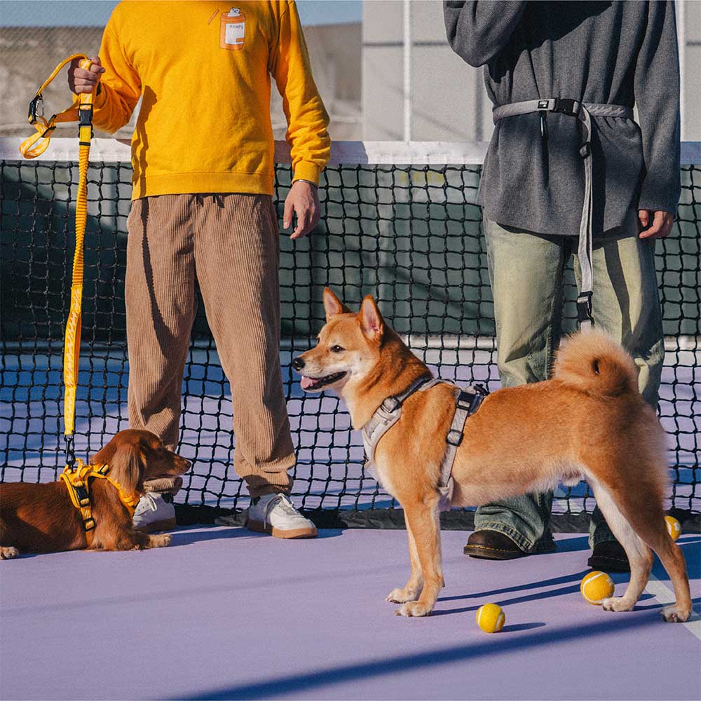 Coleiras de nylon grandes para cães, ajustáveis, versáteis e refletivas, de dupla face, com alça macia - Flexi Walker