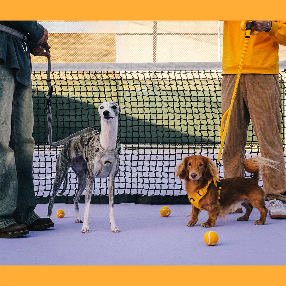 Coleiras de nylon grandes para cães, ajustáveis, versáteis e refletivas, de dupla face, com alça macia - Flexi Walker