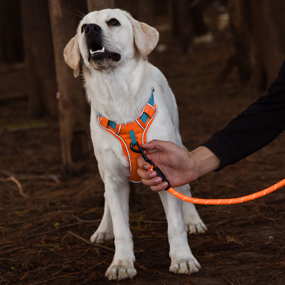 Coleira para cães à prova de explosão e colete refletivo de cor contrastante