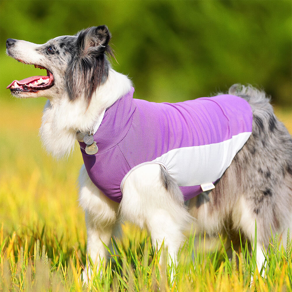 Roupas para cães de estimação ao ar livre, cor contrastante, chapéu de sol e colete de resfriamento solar