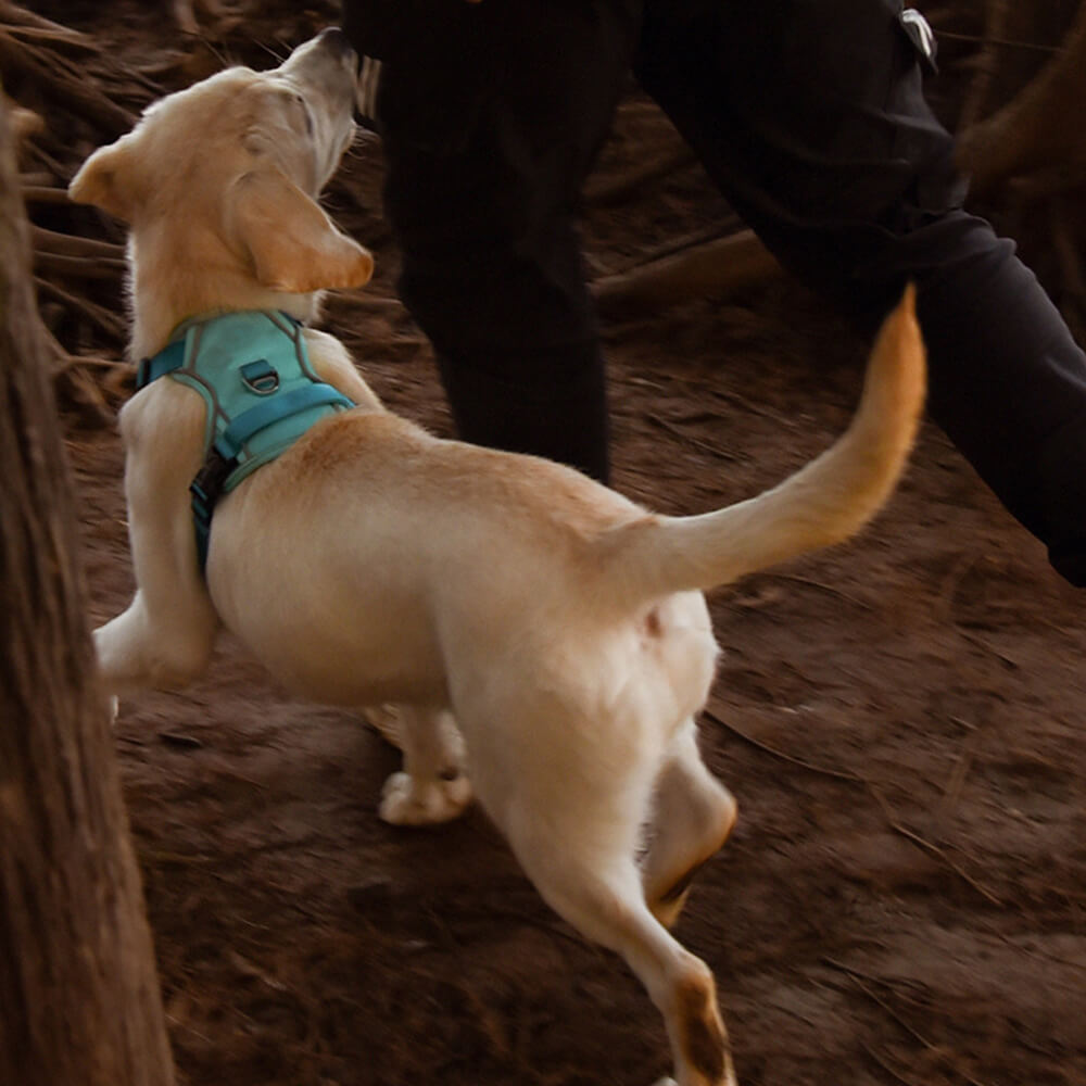 Coleira para cães à prova de explosão e colete refletivo de cor contrastante