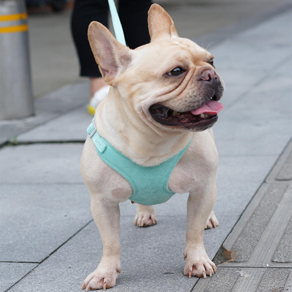 Coleira e peitoral estilo colete para cães – conforto e segurança combinados