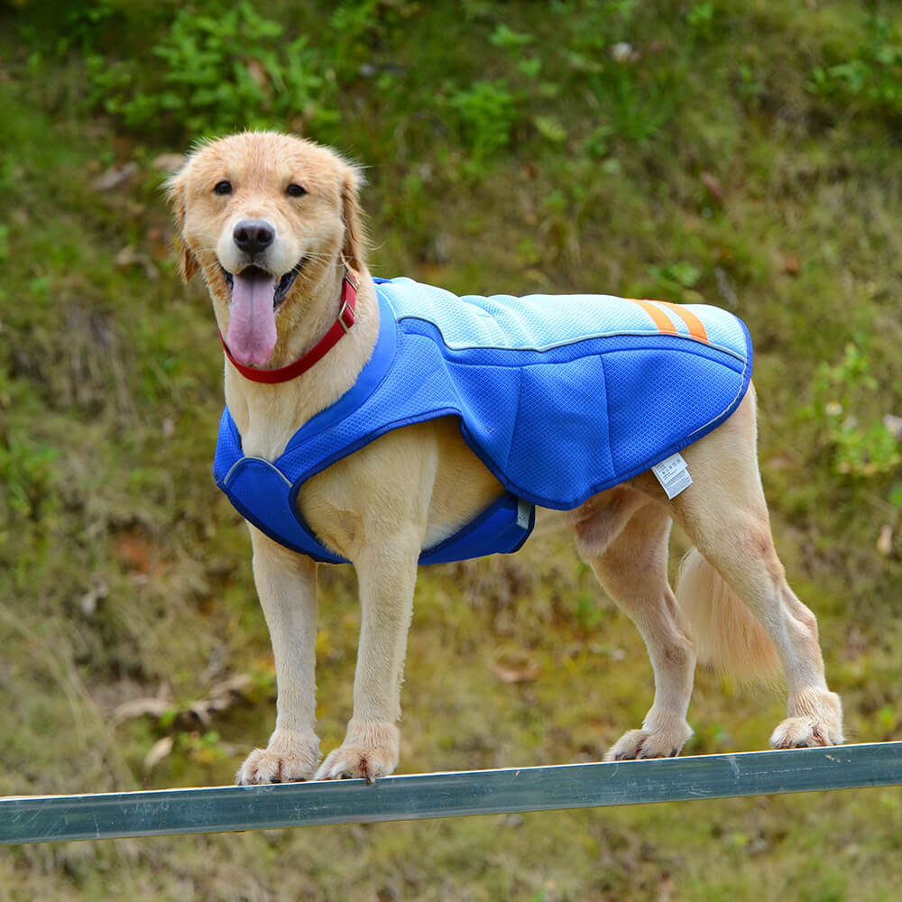 Roupas para cães de estimação, cores combinando, cores brilhantes, moda para cães, roupas legais ao ar livre, colete de proteção solar