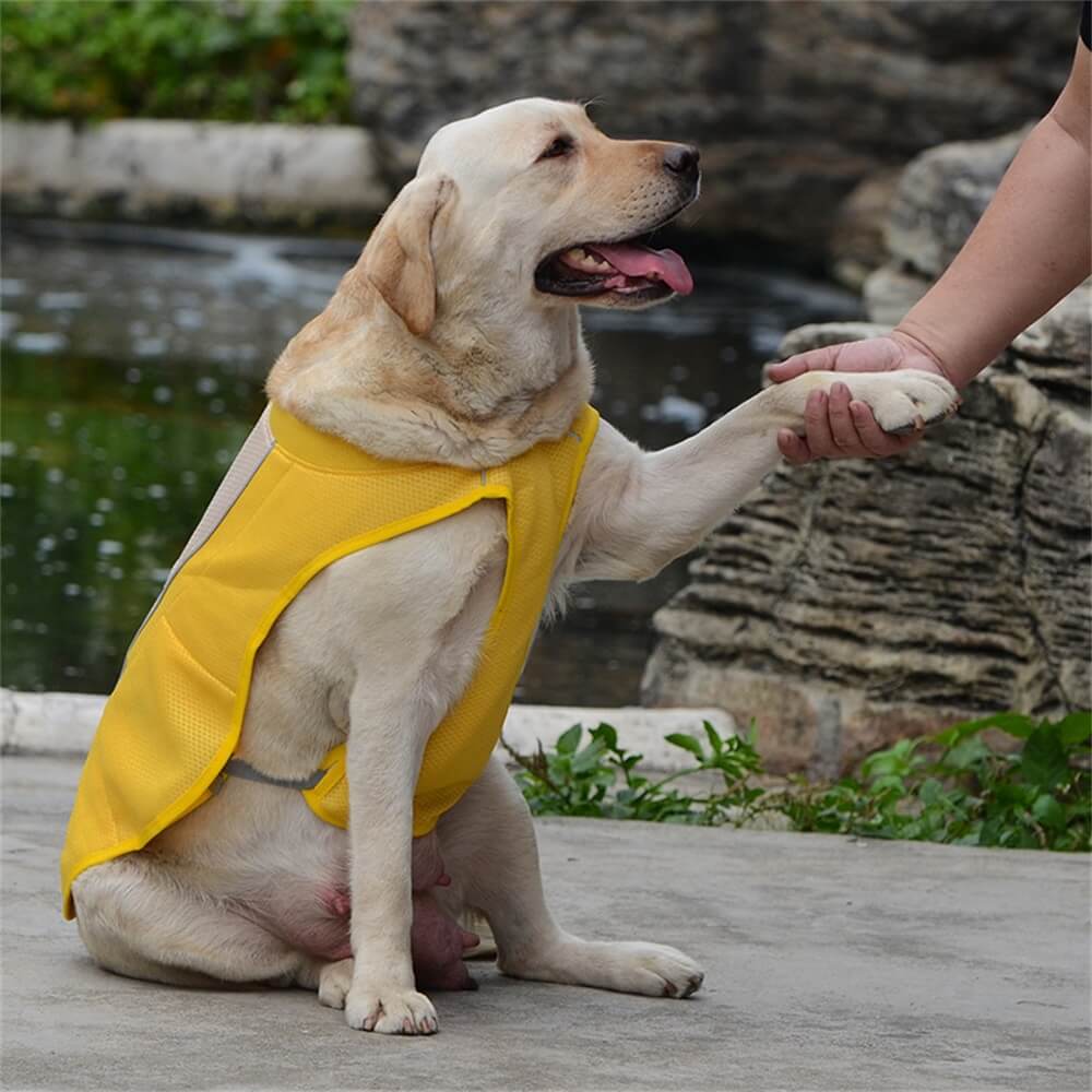 Roupas para cães de estimação, cores combinando, cores brilhantes, moda para cães, roupas legais ao ar livre, colete de proteção solar