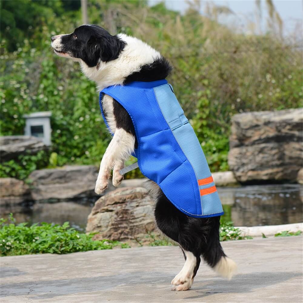 Roupas para cães de estimação, cores combinando, cores brilhantes, moda para cães, roupas legais ao ar livre, colete de proteção solar