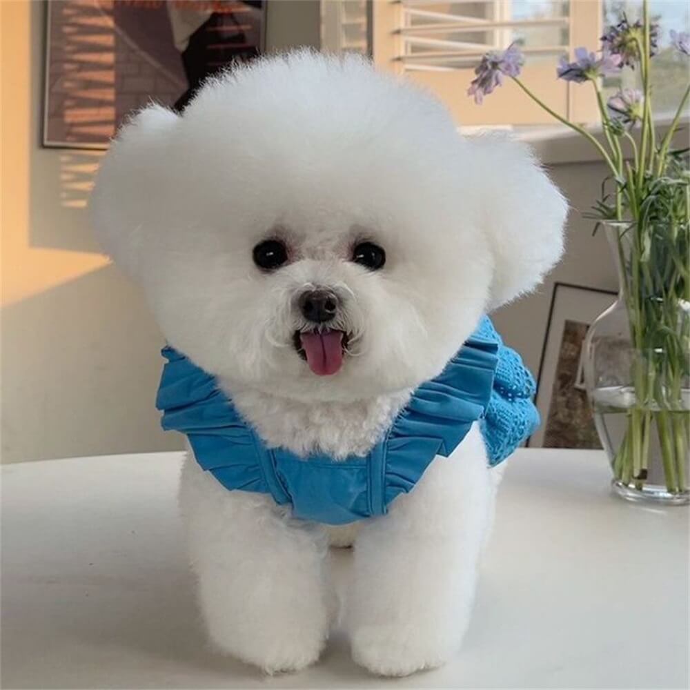 Vestido estiloso de renda azul e rosa para cachorro - perfeito para ocasiões especiais