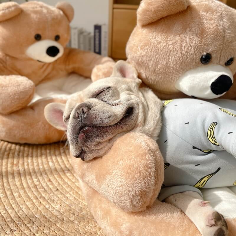 Linda Cama Móvel para Gato Abraço de Urso