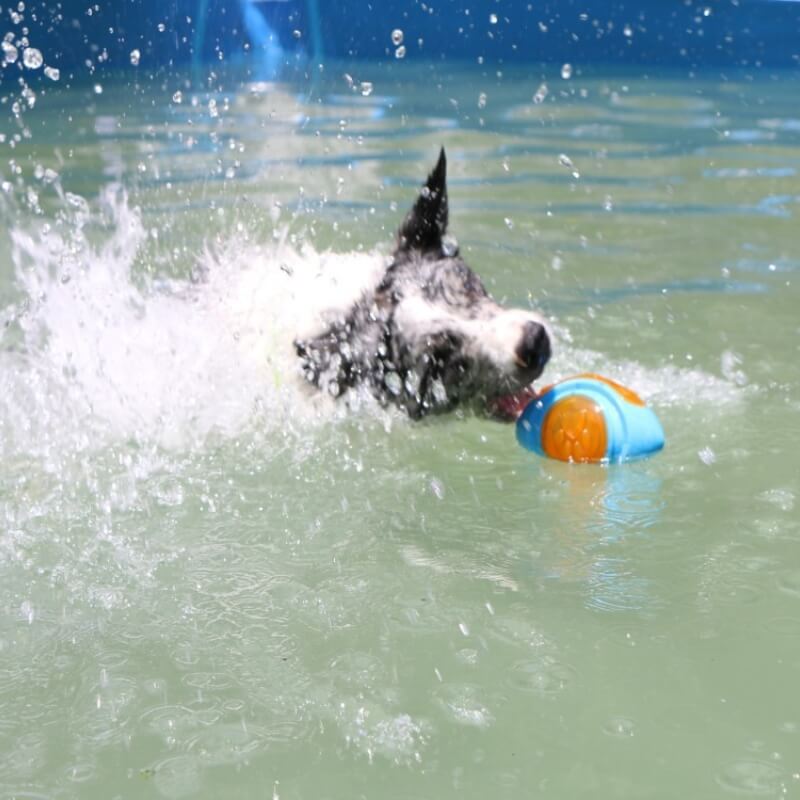 Brinquedo interativo para mastigar para cães Brinquedo de água flutuante ao ar livre