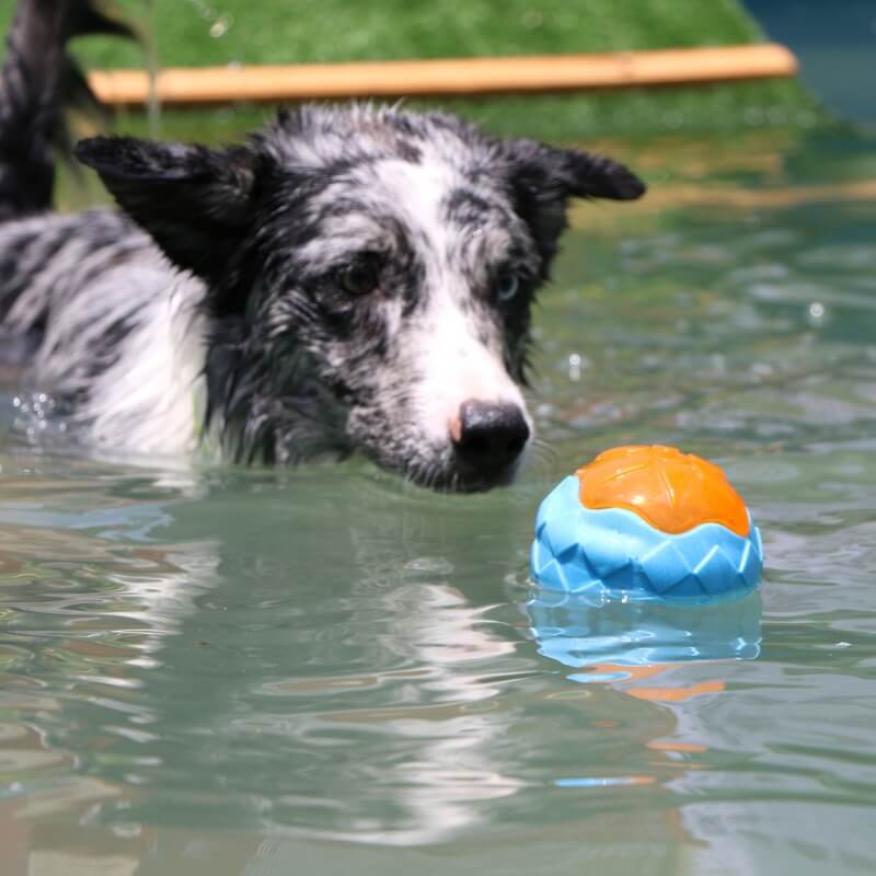 Brinquedo interativo para mastigar para cães Brinquedo de água flutuante ao ar livre