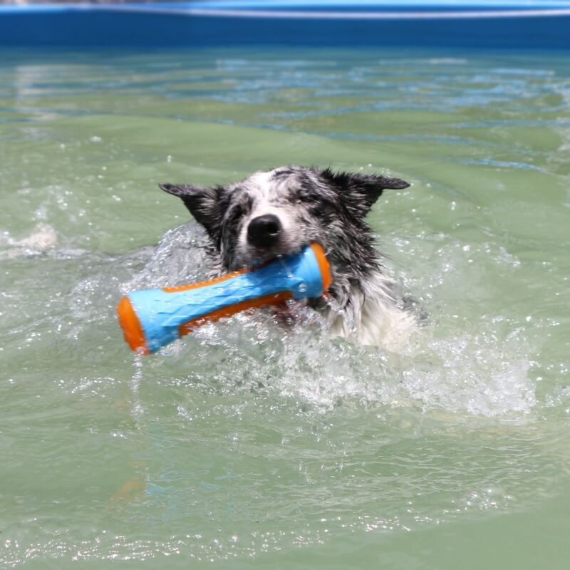 Brinquedo interativo para mastigar para cães Brinquedo de água flutuante ao ar livre