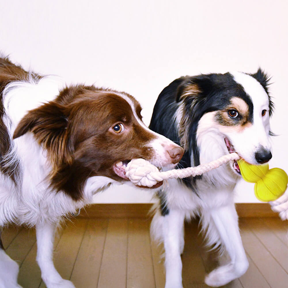 Brinquedo interativo durável para cães com corda de algodão