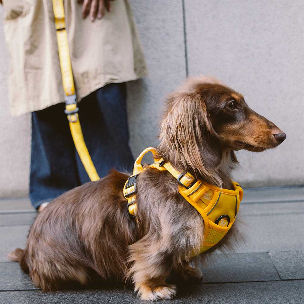 FUNNYFUZZY Arnês para cães ajustável e refletivo para áreas externas - Flexi Walker