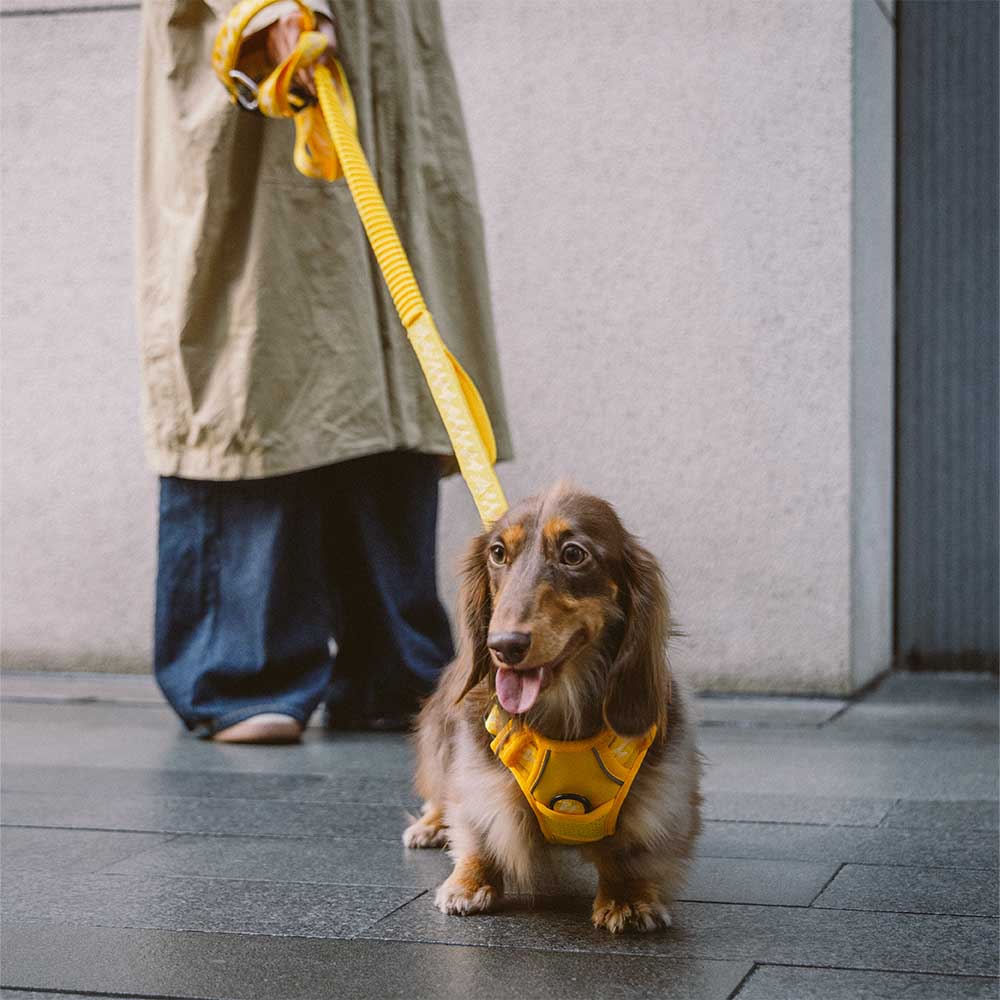 FUNNYFUZZY Arnês para cães ajustável e refletivo para áreas externas - Flexi Walker