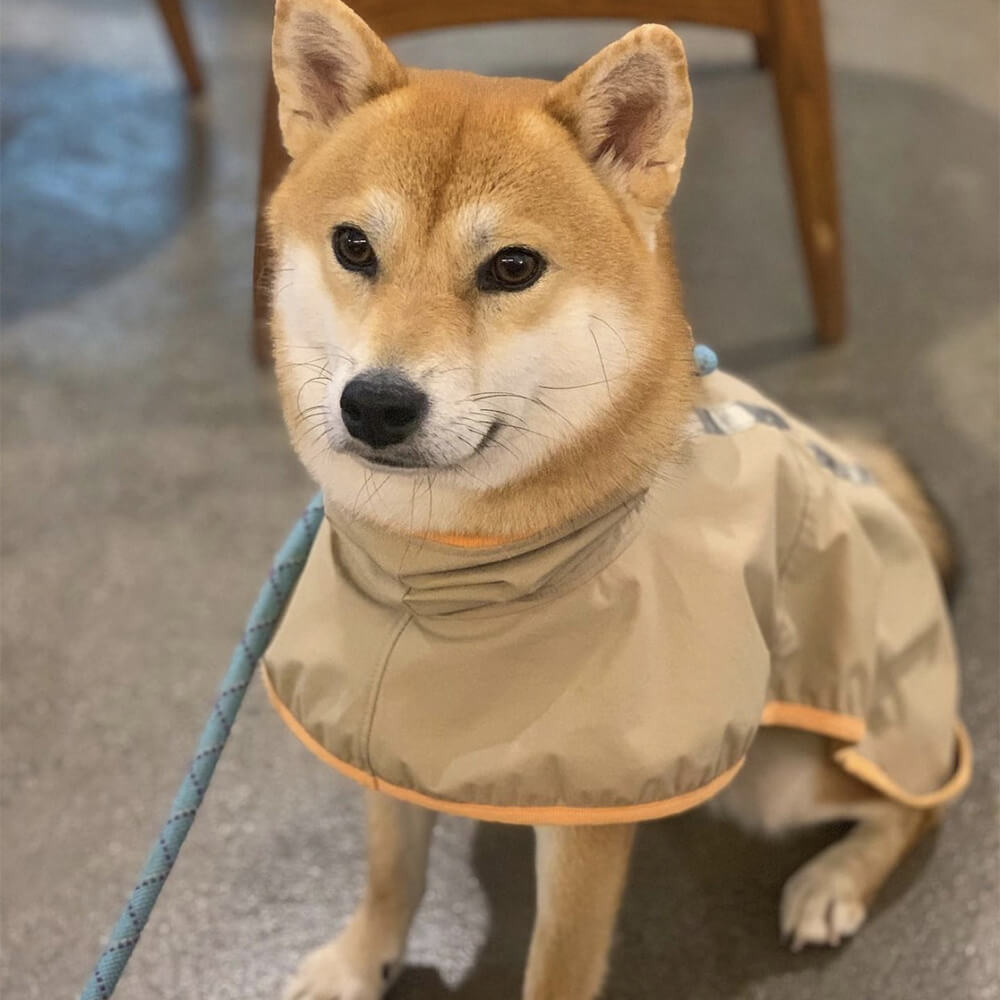 Capa de chuva leve e impermeável para cães ao ar livre com capuz de faixa refletiva