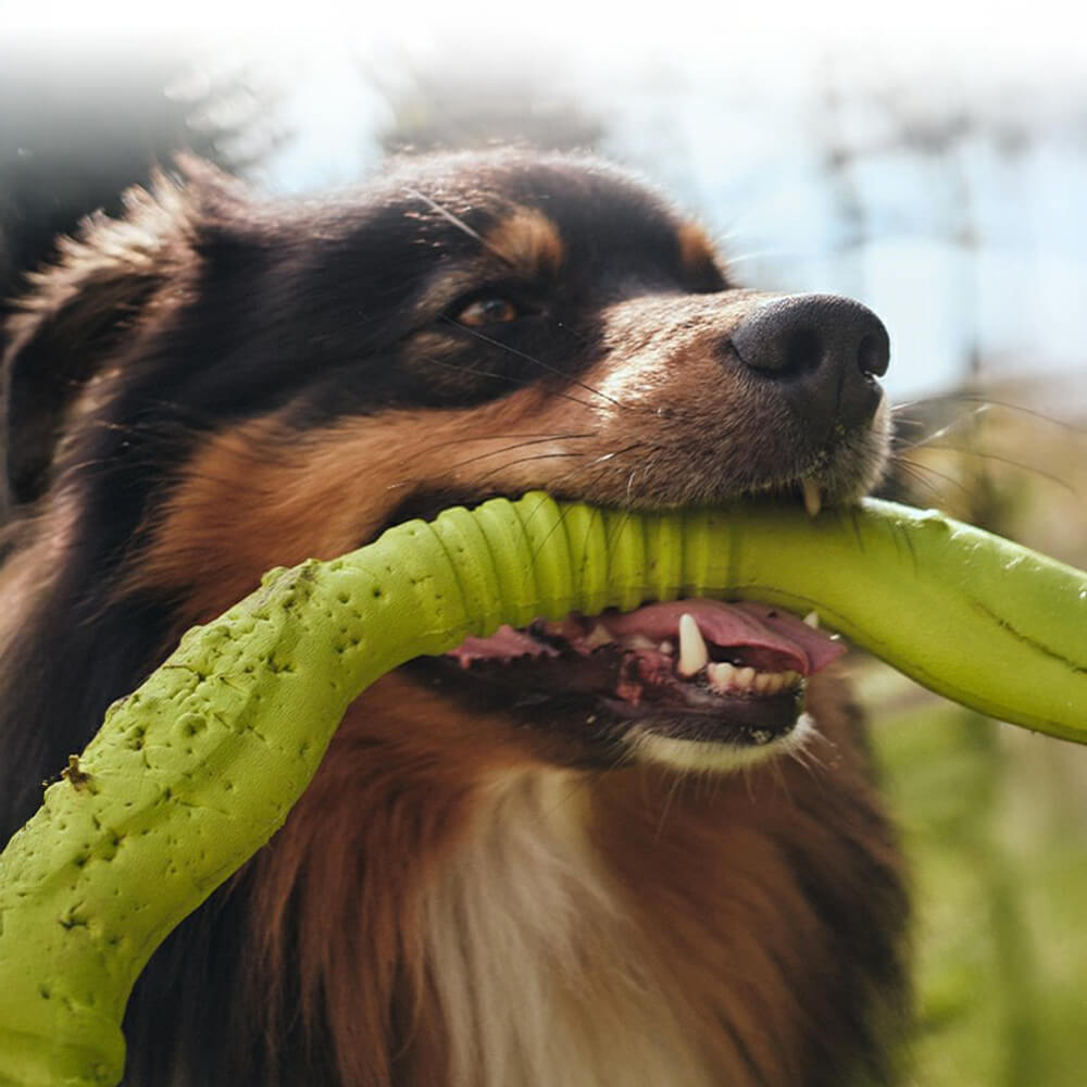 Anel de guerra durável à prova d'água leve flexível brinquedo interativo para cães