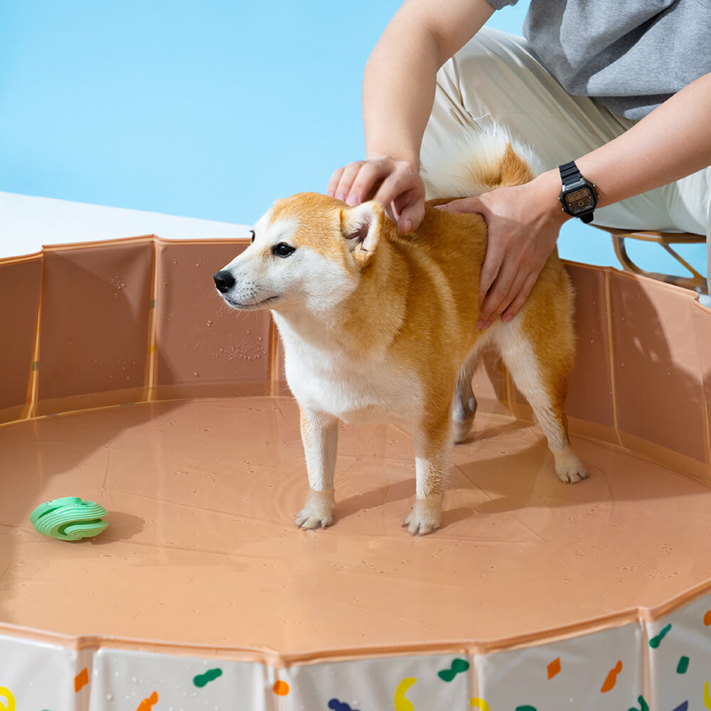 Piscina portátil dobrável para cães ao ar livre