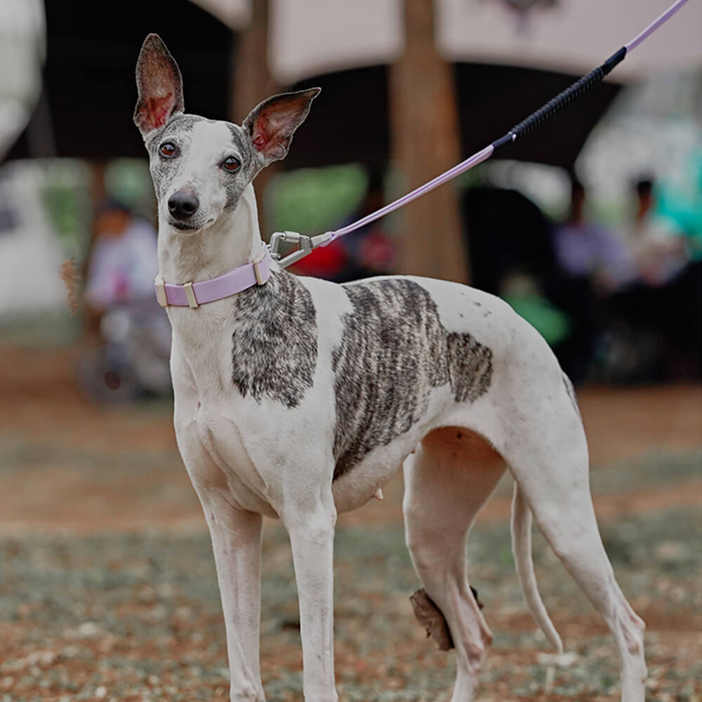 Coleira de treinamento para cães Martingale anti-tração de reação em cadeia