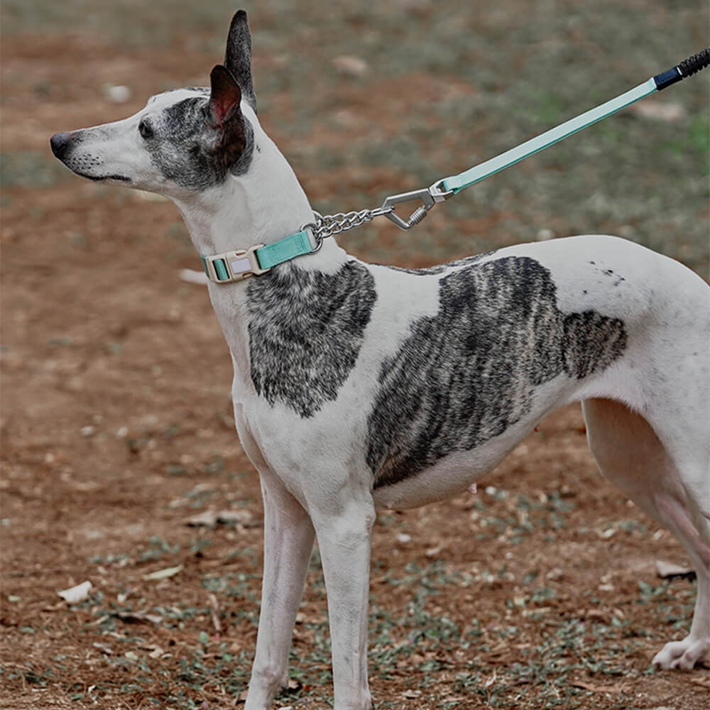 Coleira de treinamento para cães Martingale anti-tração de reação em cadeia