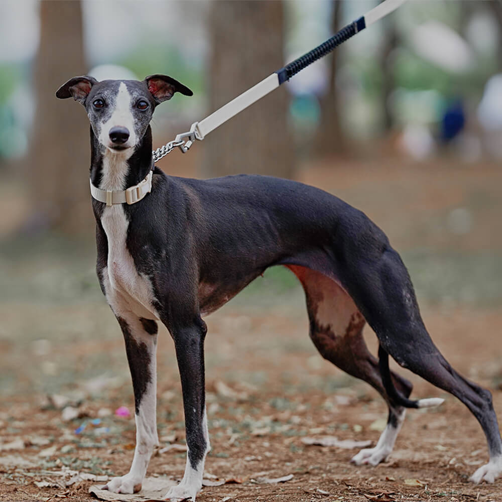 Coleira de treinamento para cães Martingale anti-tração de reação em cadeia