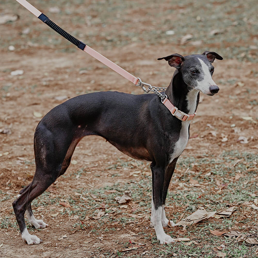 Coleira de treinamento para cães Martingale anti-tração de reação em cadeia