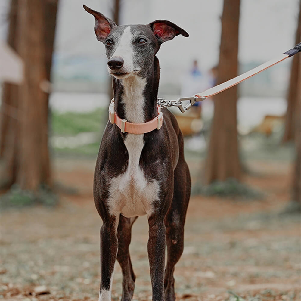 Coleira de treinamento para cães Martingale anti-tração de reação em cadeia