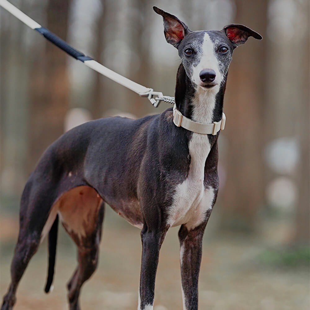 Coleira de treinamento para cães Martingale anti-tração de reação em cadeia