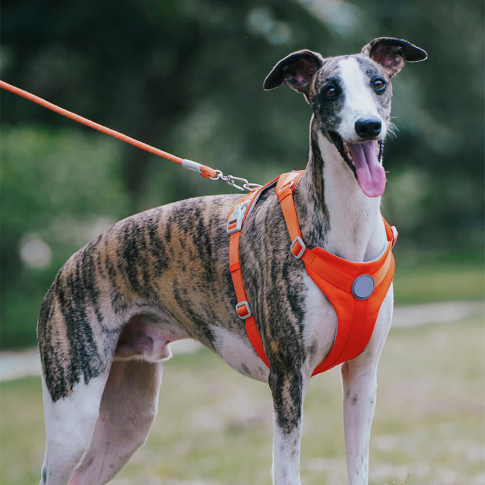 Kit de coleira e arnês confortável sem puxar para cães com controle completo