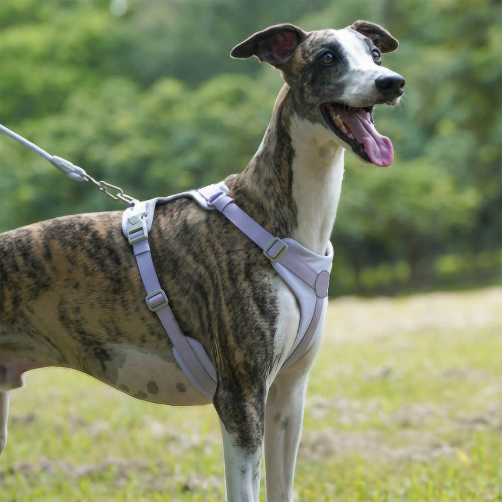 Kit de coleira e arnês confortável sem puxar para cães com controle completo