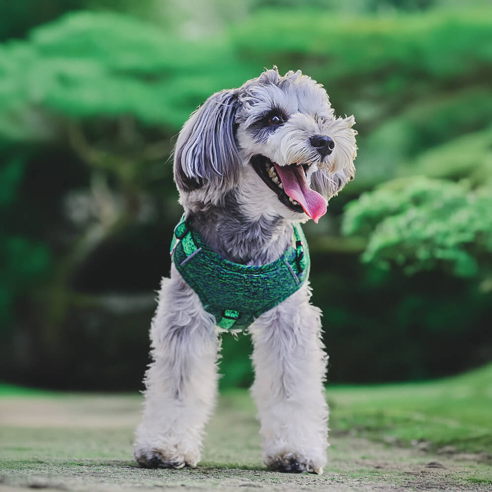 Peitoral e Guia para Cães Anti-puxão em Tecido Reciclado Ecológico