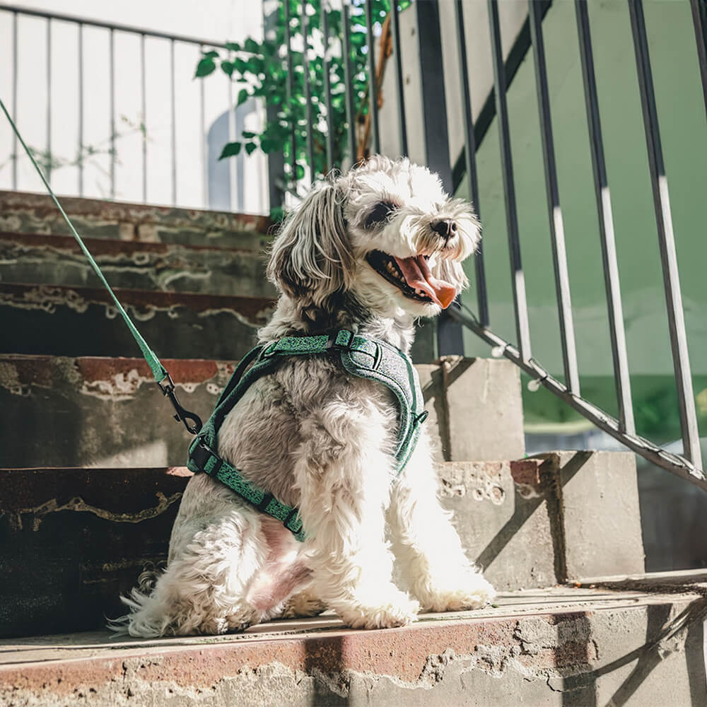 Peitoral e Guia para Cães Anti-puxão em Tecido Reciclado Ecológico