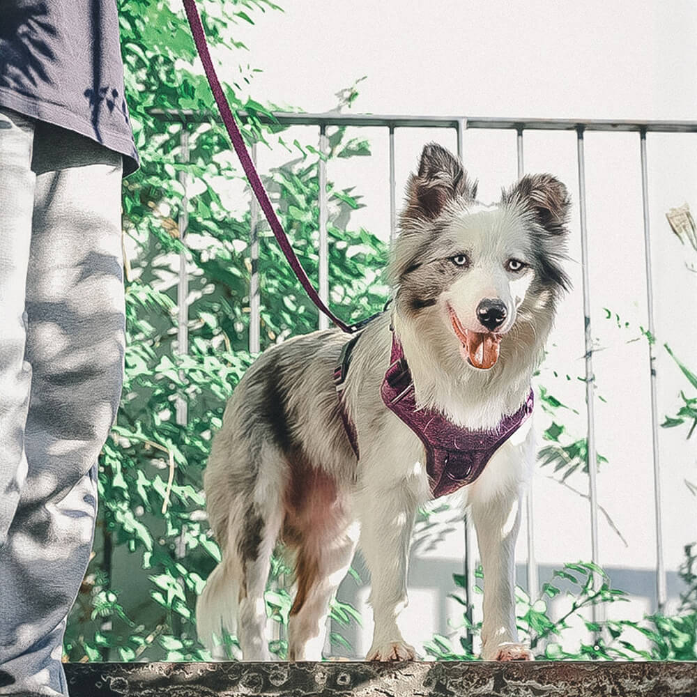 Peitoral e Guia para Cães Anti-puxão em Tecido Reciclado Ecológico