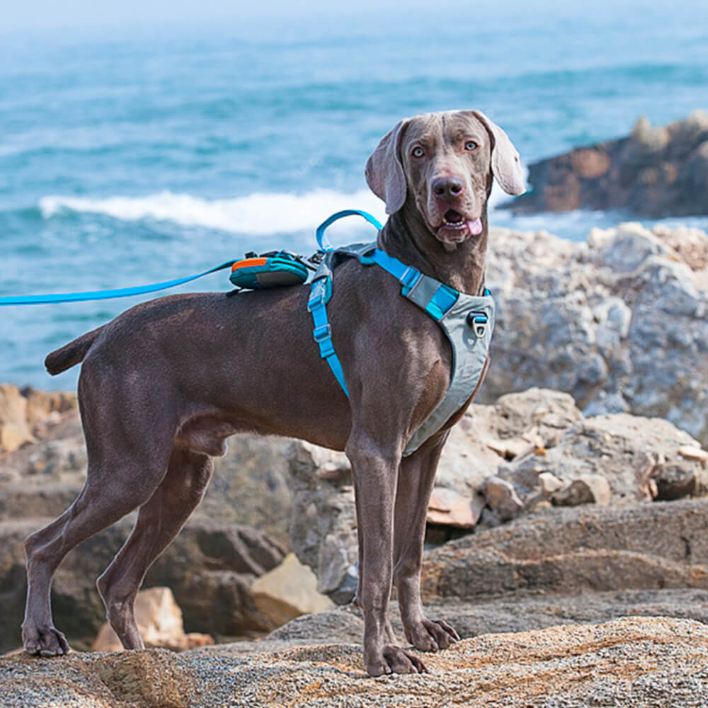 Kit de arnês e trela multifuncional para cães grandes e confortáveis sem puxar