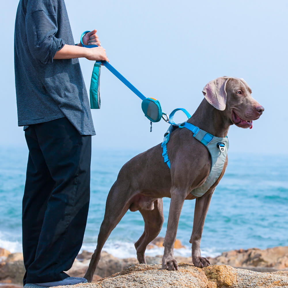 Kit de arnês e trela multifuncional para cães grandes e confortáveis sem puxar