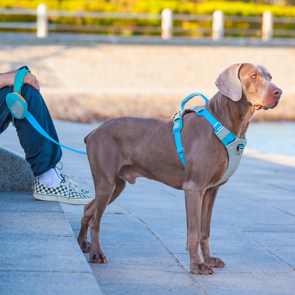 Kit de arnês e trela multifuncional para cães grandes e confortáveis sem puxar