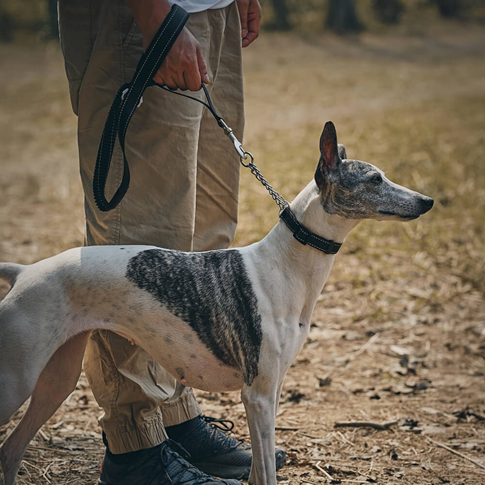 Coleira e Guia Refletiva Multifuncional Anti-puxão para Cães