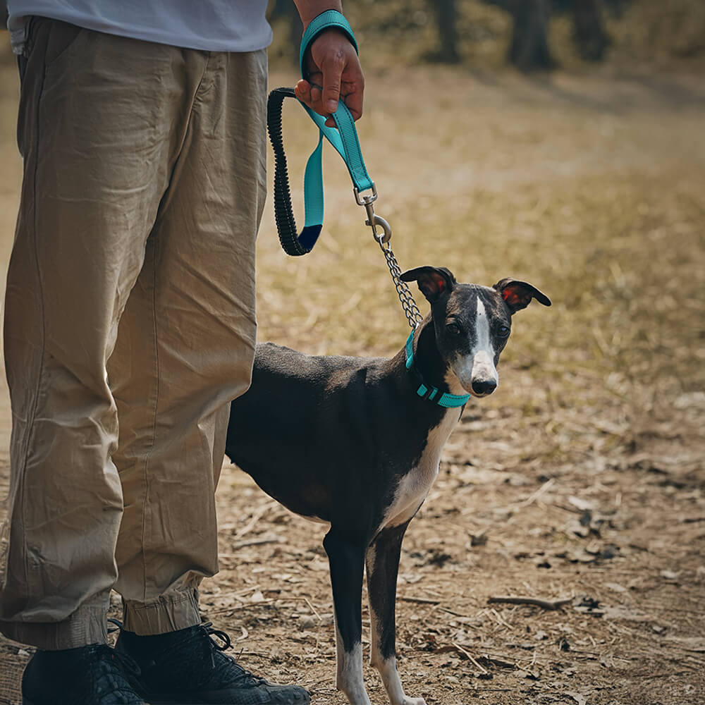 Coleira e Guia Refletiva Multifuncional Anti-puxão para Cães