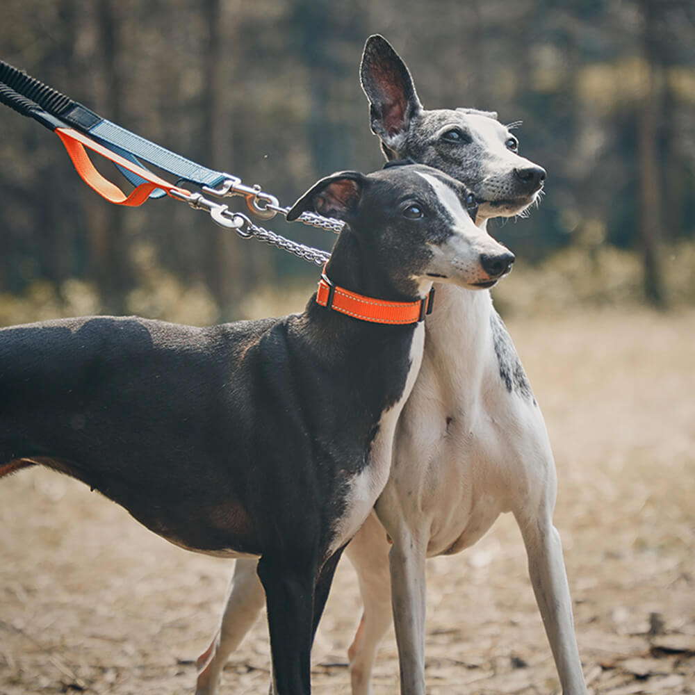 Coleira e Guia Refletiva Multifuncional Anti-puxão para Cães