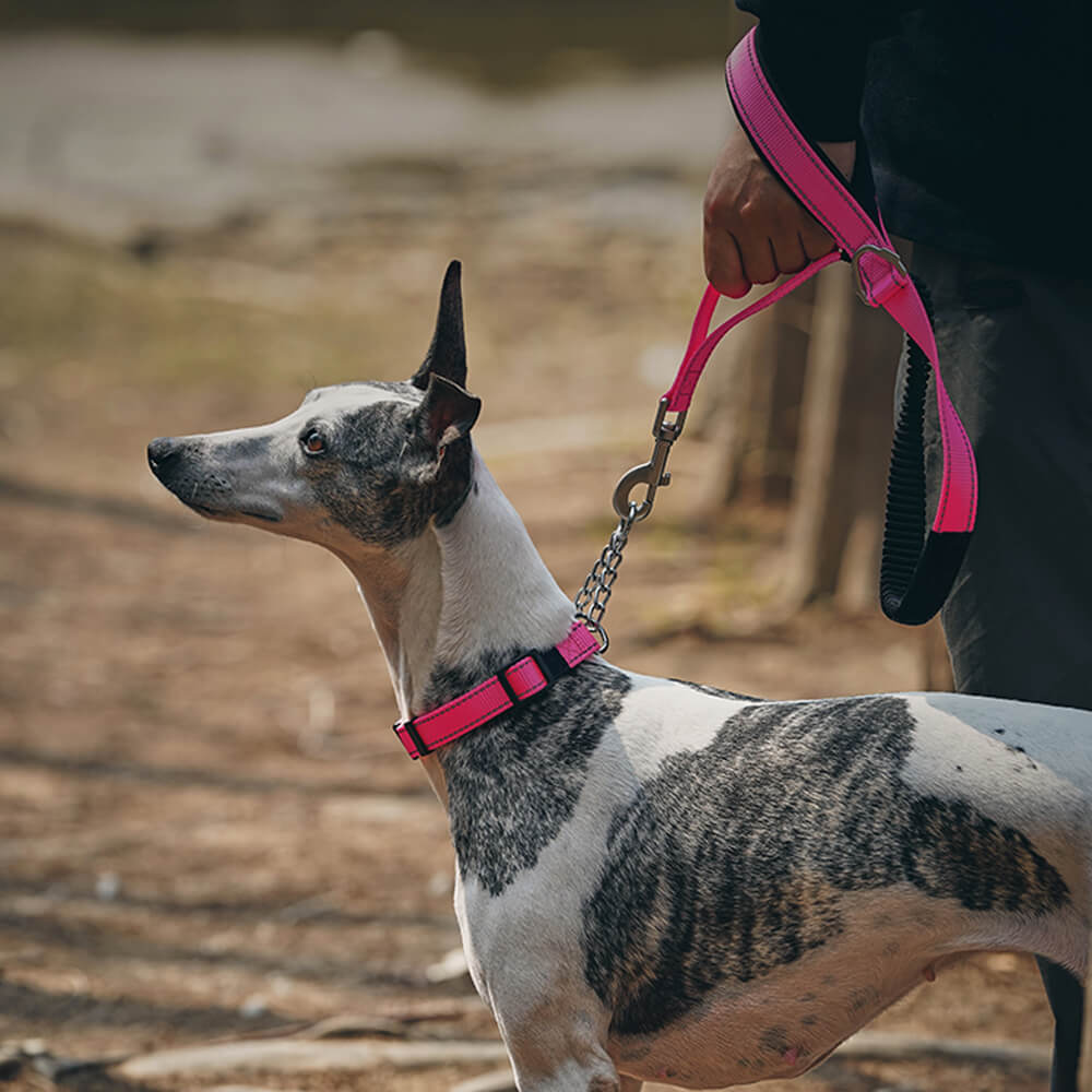 Coleira e Guia Refletiva Multifuncional Anti-puxão para Cães