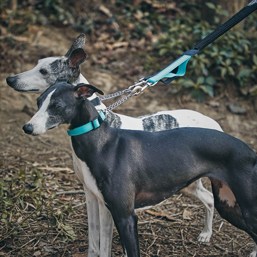 Coleira e Guia Refletiva Multifuncional Anti-puxão para Cães