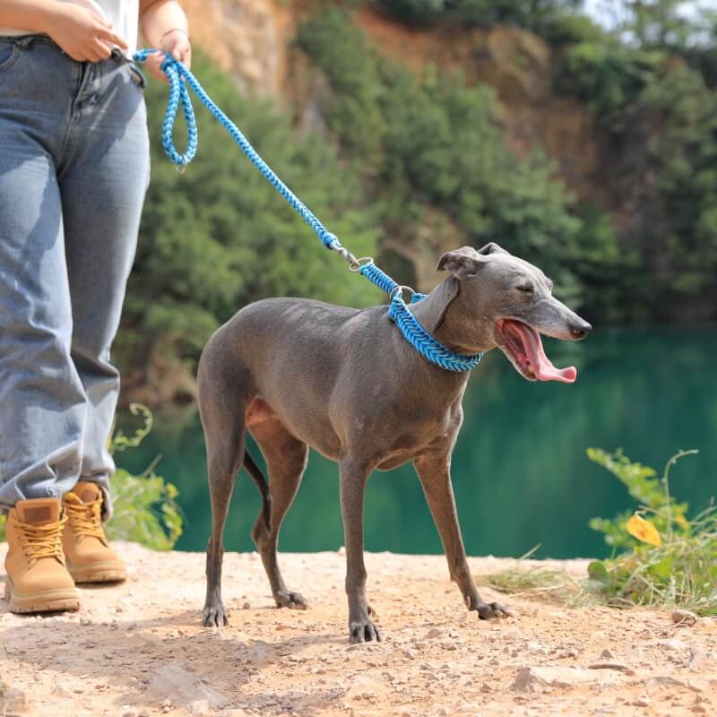 Coleira e trela grandes luminosas anti-tração feitas à mão para cães