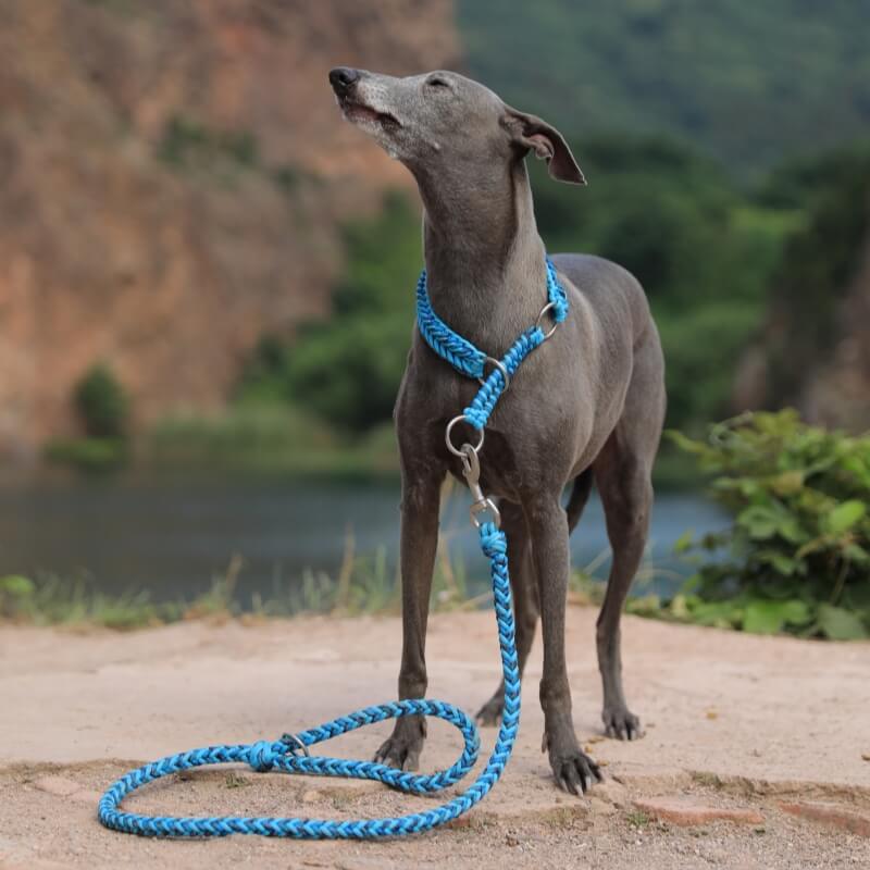 Coleira e trela grandes luminosas anti-tração feitas à mão para cães