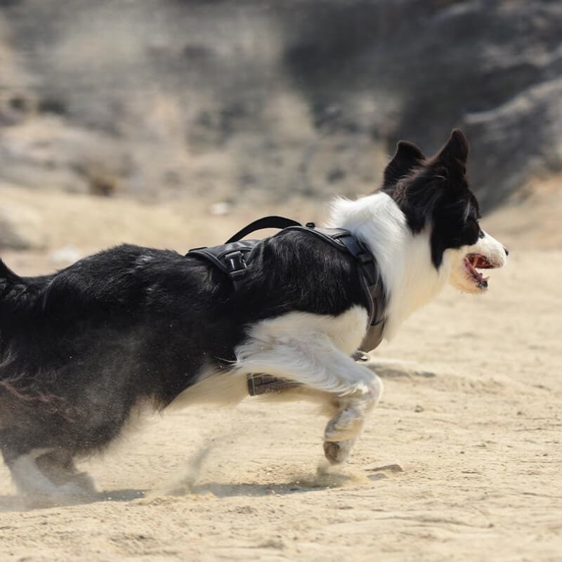 Arnês anti-tração multifuncional à prova de explosão para cães de médio a grande porte